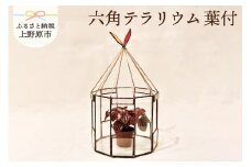 【インテリア】六角テラリウム＜葉付＞