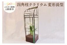 【インテリア】四角柱テラリウム＜変形長型＞