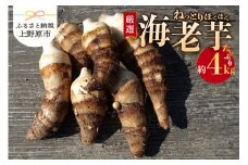 ◆◆2025年度収穫分先行予約◆◆「農家 農天氣がおくる」山梨県上野原市産 海老芋 約4kg