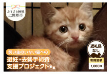 飼い主のいない猫への避妊・去勢手術費支援プロジェクト【返礼品なし】（寄附金額：1,000円）