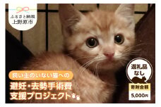 飼い主のいない猫への避妊・去勢手術費支援プロジェクト【返礼品なし】（寄附金額：5,000円）