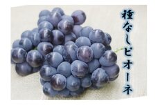 JAフルーツ山梨 甲州市産種なしピオーネ2房【80】【2025年発送】B-105【ピオーネ ぶどう 葡萄 ブドウ 令和7年発送 期間限定 山梨県産 甲州市 フルーツ 果物】