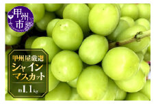 甲州屋厳選 シャインマスカット 約1.1kg 2～3房【2025年発送】B-116 【シャインマスカット 葡萄 ぶどう ブドウ 令和7年発送 期間限定 山梨県産 甲州市 フルーツ 果物】
