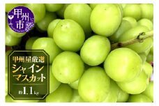 甲州屋厳選 シャインマスカット 約1.1kg 2～3房【2025年発送】B-116 【シャインマスカット 葡萄 ぶどう ブドウ 令和7年発送 期間限定 山梨県産 甲州市 フルーツ 果物】
