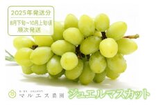 クール配送 山梨県限定品種ジュエルマスカット 1.2kg以上（2～3房）【2025年発送】（MS）B15-118 【ジュエルマスカット ぶどう 葡萄 ブドウ 令和7年発送 期間限定 山梨県産 甲州市 フルーツ 果物 クール便】