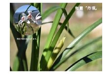 紅白品種 和蘭 「丹頂」 花芽～開花株 ４号陶器鉢付 B2-1113