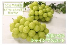クール配送 加温ハウス「マルエス農園」シャインマスカット 合計1.2kg以上（2～3房）【2026年発送】（MS）D-121 【シャインマスカット 葡萄 ぶどう ブドウ 令和8年発送 期間限定 山梨県産 甲州市 フルーツ 果物 クール便】