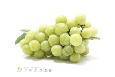 瀬戸ジャイアンツ2～3房1.2kg以上（MS）B2-405