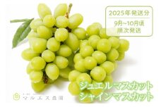 クール配送「マルエス農園」ジュエルマスカット シャインマスカット 1.2kg以上【2025年発送】（MS）C-197 【ジュエルマスカット シャインマスカット 葡萄 ぶどう ブドウ 令和7年発送 期間限定 山梨県産 甲州市 フルーツ 果物 クール便】