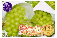 さんちゃんファームのシャインマスカット2房 約1.2kg【2025年発送】B-152 【シャインマスカット 葡萄 ぶどう ブドウ 令和7年発送 期間限定 山梨県産 甲州市 フルーツ 果物】