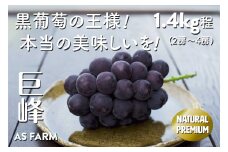 濃厚な甘みと酸味のバランス 甲州市産「巨峰」数量限定【2025年配送】（ASF）B-146 【巨峰 ぶどう 葡萄 ブドウ 令和7年発送 期間限定 山梨県産 甲州市 フルーツ 果物】