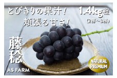 湧き出る果汁が魅力！甲州市産「藤稔」 約1.4kg（2～3房）数量限定【2025年配送】（ASF）B-145 【藤稔 ぶどう 葡萄 ブドウ 令和7年発送 期間限定 山梨県産 甲州市 フルーツ 果物】
