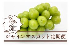 【定期便】シャインマスカット定期便 約2.0kg×3回【2025年発送】（KSB）F5-101【シャインマスカット 葡萄 ぶどう ブドウ 令和7年発送 期間限定 山梨県産 甲州市 フルーツ 果物】
