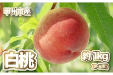 【産直 甲州市 白桃 約1kg】50年以上受継ぐ目利き力！【2025年発送】（PJ）B-166【白桃 桃 もも モモ 令和7年発送 期間限定 山梨県産 甲州市 フルーツ 果物】