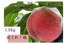 農家直送！朝採れ桃 約1.8kg【2025年発送】（KSB）B15-175【桃 もも モモ 令和7年発送 期間限定 山梨県産 甲州市 フルーツ 果物】