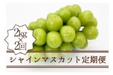【定期便】シャインマスカット定期便 約2.0kg×2回【2025年発送】（KSB）D5-101【シャインマスカット 葡萄 ぶどう ブドウ 令和7年発送 期間限定 山梨県産 甲州市 フルーツ 果物】