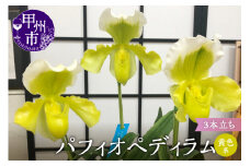 パフィオペディラム 黄色系 蕾～花付き 3本立ち C-1119