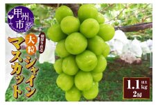 【朝採り直送】大粒シャインマスカット（種無し）1.1kg以上（3Lサイズ2房）【2025年発送】（AF）B18-411【シャインマスカット 葡萄 ぶどう ブドウ 令和7年発送 期間限定 山梨県産 甲州市 フルーツ 果物】
