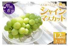 また食べたくなる 美味 シャインマスカット 1.2kg以上 2～3房【2025年発送】（MRN）B-147 【 シャインマスカット 葡萄 ぶどう ブドウ 令和7年発送 期間限定 山梨県産 甲州市 フルーツ 果物】