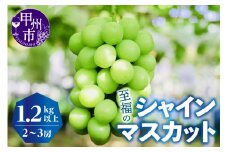 シャインマスカット1.2kg以上（2房～3房）【2025年発送】（KKZ）B12-424 【シャインマスカット 葡萄 ぶどう ブドウ 令和7年発送 期間限定 山梨県産 甲州市 フルーツ 果物】