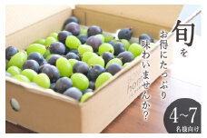 甲州市産 たっぷり粒詰めブドウMIX（シャインマスカット×ピオーネ）約2kg 自然農法【2025年発送】（BNC）D-175【シャインマスカット ピオーネ ぶどう 葡萄 ブドウ 令和7年発送 期間限定 山梨県産 甲州市 フルーツ 果物】