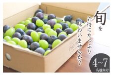 甲州市産 たっぷり粒詰めブドウMIX（シャインマスカット×ピオーネ）約2kg 自然農法【2025年発送】（BNC）D-175【シャインマスカット ピオーネ ぶどう 葡萄 ブドウ 令和7年発送 期間限定 山梨県産 甲州市 フルーツ 果物】