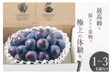 甲州市産 種無し大粒ピオーネ1房入り 約550g 自然農法 【2025年発送】（BNC）B15-491 【ピオーネ ぶどう 葡萄 ブドウ 種なし 令和7年発送 期間限定 山梨県産 甲州市 フルーツ 果物】