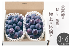 甲州市産 種無し大粒ピオーネ2房入り 約1.1kg 自然農法【2025年発送】（BNC）C5-450 【ピオーネ ぶどう 葡萄 ブドウ 種なし 令和7年発送 期間限定 山梨県産 甲州市 フルーツ 果物】