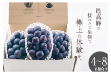 甲州市産 種無し大粒ピオーネ3房入り 約1.6kg 自然農法【2025年発送】（BNC）E-120 【ピオーネ ぶどう 葡萄 ブドウ 種なし 令和7年発送 期間限定 山梨県産 甲州市 フルーツ 果物】