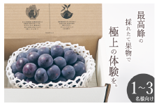 甲州市産 種無し大粒巨峰 1房入り 約500g 自然農法【2025年発送】（BNC）B12-485 【巨峰 ぶどう 大粒 葡萄 ブドウ 種なし 令和7年発送 期間限定 山梨県産 甲州市 フルーツ 果物】