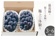 甲州市産 種無し大粒巨峰 2房入り 約1kg 自然農法【2025年発送】（BNC）C5-451 【巨峰 ぶどう 大粒 葡萄 ブドウ 種なし 令和7年発送 期間限定 山梨県産 甲州市 フルーツ 果物】