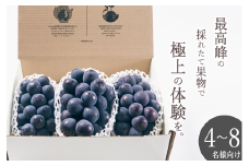 甲州市産 種無し大粒巨峰 3房入り 約1.5kg 自然農法【2025年発送】（BNC）D5-111 【 巨峰 ぶどう 大粒 葡萄 ブドウ 種なし 令和7年発送 期間限定 山梨県産 甲州市 フルーツ 果物】