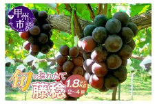 大玉！果汁たっぷり！！旬の採れたて藤稔1.8kg以上（2房～4房）【2025年配送】（HO）B12-147【藤稔 ぶどう 葡萄 ブドウ 令和7年発送 期間限定 山梨県産 甲州市 フルーツ 果物】