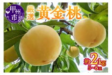 【宿沢フルーツ農園】厳選 黄金桃 約2kg（5～8玉）【2025年発送】（SF）B-193 【黄金 桃 もも モモ 令和7年発送 期間限定 山梨県産 甲州市 フルーツ 果物】