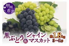 【宿沢フルーツ農園】シャインマスカット＆黒ぶどうの詰合せ 合計約1.8kg（3～5房）【2025年発送】（SF）B18-171 【ぶどう 葡萄 ブドウ シャインマスカット 令和7年発送 期間限定 山梨県産 甲州市 フルーツ 果物】