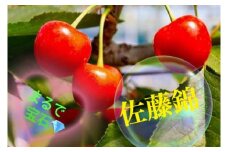 まるで宝石箱 安定の高級品種【佐藤錦】生産者直送【2025年発送】（ISI）B12-156