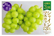【定期便】甲州市産厳選旬のシャインマスカット1kg以上2房×3回【2025年発送】（MG）D33-101 【シャインマスカット 葡萄 ぶどう ブドウ 令和7年発送 期間限定 山梨県産 甲州市 フルーツ 果物】