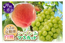 【定期便】旬を味わい尽くせ!!白桃とシャインマスカットの全2回【2025年発送】（AGB）C2-401 【桃 もも モモ シャインマスカット 葡萄 ぶどう 令和7年発送 期間限定 山梨県産 甲州市 フルーツ 果物】