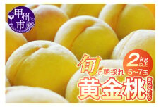 数量限定！旬の朝採れたて黄金桃 2kg以上（5～7玉）【2025年発送】（HO）B12-151【黄金桃 桃 もも モモ 令和7年発送 期間限定 山梨県産 甲州市 フルーツ 果物】