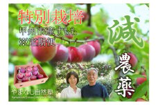 【定期便】減農薬『特別栽培』自然塾のスモモ4種制覇【2025年配送】（YSGK）E8-160【菅野中生 貴陽 太陽 皇寿 スモモ すもも 令和7年発送 期間限定 山梨県産 甲州市 フルーツ 果物】