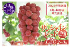 クール配送 山梨県限定品種 サンシャインレッド 合計1.2kg以上【2025年発送】（MS）D-127 【サンシャインレッド ぶどう 葡萄 ブドウ 令和7年発送 期間限定 山梨県産 甲州市 フルーツ 果物 クール便】