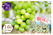 感謝を込めて最高の朝採りシャインマスカットをお贈りします！1.6kg以上（2～4房）【2025年発送】（LMS）B15-816 【シャインマスカット 葡萄 ぶどう ブドウ 令和7年発送 期間限定 山梨県産 甲州市 フルーツ 果物】