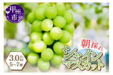 感謝を込めて最高の朝採りシャインマスカットをお贈りします！3.0kg以上（5～7房）【2025年発送】（LMS）C5-415 【シャインマスカット 葡萄 ぶどう ブドウ 令和7年発送 期間限定 山梨県産 甲州市 フルーツ 果物】