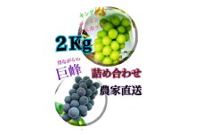 【生産者直送】巨峰＆シャインマスカットMIX 約2キロ【2025年発送】（ISI）B15-803 【巨峰 シャインマスカット 葡萄 ぶどう ブドウ 令和7年発送 期間限定 山梨県産 甲州市 フルーツ 果物】