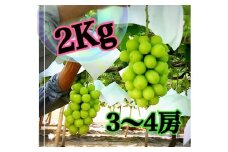 【生産者直送】甘いよ～！こだわりの大粒シャインマスカット 約2キロ（3～4房）【2025年発送】（ISI）B18-155【シャインマスカット 葡萄 ぶどう ブドウ 令和7年発送 期間限定 山梨県産 甲州市 フルーツ 果物】
