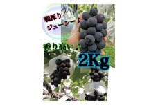 【生産者直送】香り高い こだわりの巨峰 約2キロ 4～5房【2025年発送】（ISI）B-895【巨峰 ぶどう 葡萄 ブドウ 令和7年発送 期間限定 山梨県産 甲州市 フルーツ 果物】