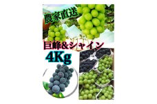 【生産者直送】巨峰＆シャインマスカットMIX 約4キロ【2025年発送】（ISI）C7-155 【巨峰 シャインマスカット 葡萄 ぶどう ブドウ 令和7年発送 期間限定 山梨県産 甲州市 フルーツ 果物】