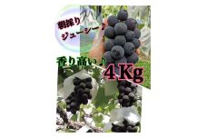 【生産者直送】香り高い こだわりの巨峰 約4キロ 7～9房【2025年発送】（ISI）C-156【巨峰 ぶどう 葡萄 ブドウ 令和7年発送 期間限定 山梨県産 甲州市 フルーツ 果物】