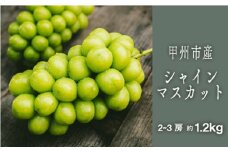 甲州シャインマスカット『果汁滴るフルーツの王様』約1.2kg 2～3房【2025年発送】（SHP）B-452【シャインマスカット 葡萄 ぶどう ブドウ 令和7年発送 期間限定 山梨県産 甲州市 フルーツ 果物】