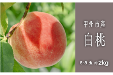 甲州市完熟白桃 『透明感ある甘さ広がる純白の果実』約2kg 5～8玉【2025年発送】（SHP）B15-458 【桃 もも モモ 令和7年発送 期間限定 山梨県産 甲州市 フルーツ 果物】